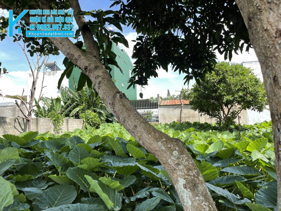 Khoanhadatbmt.com