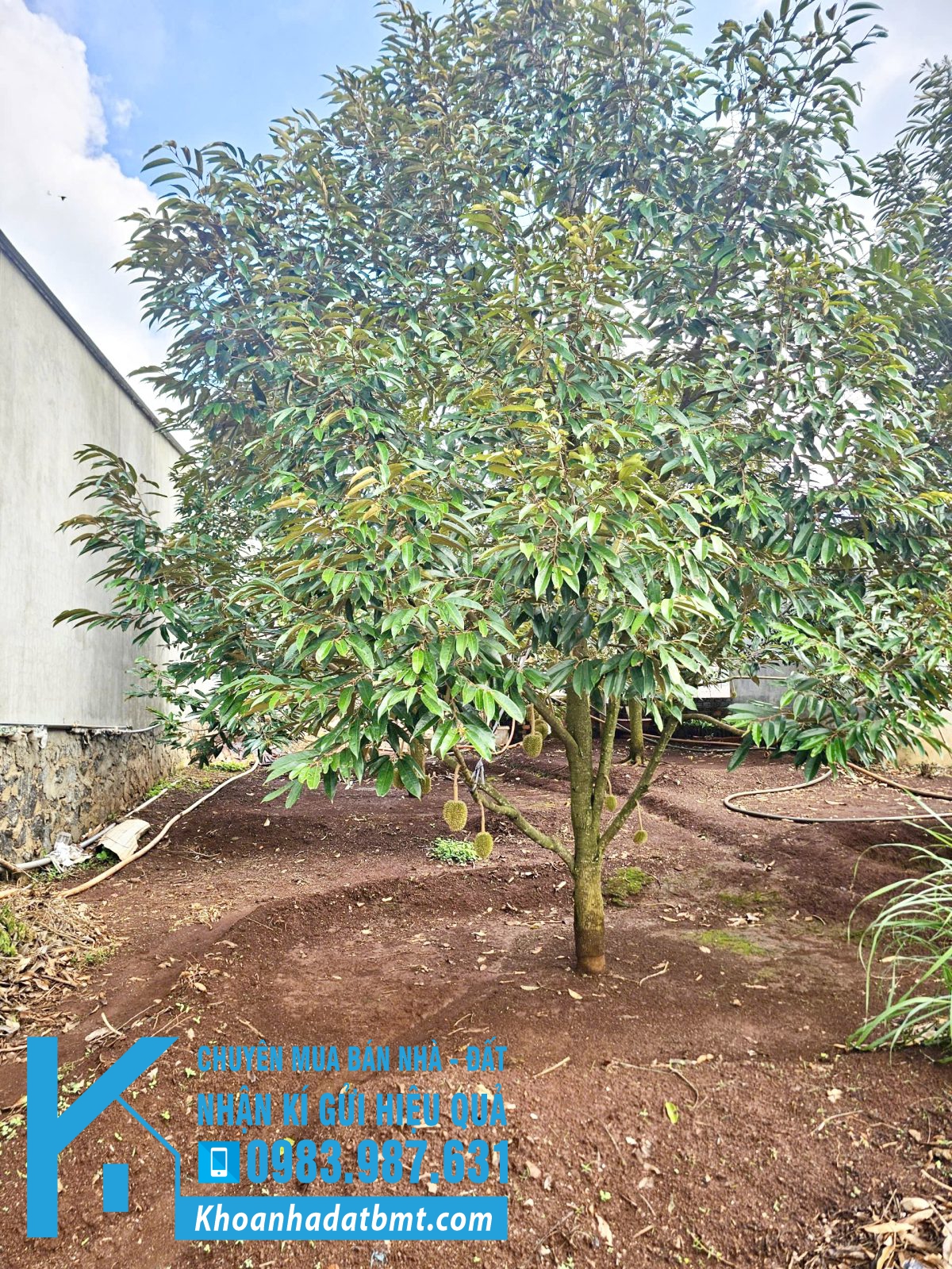 💎 Lô TC 5x16m, giá 750tr hẻm Hà Huy Tập , TDP 9 gần cụm công nghiệp Tân An , bv đại học Y Dược BMT - Hình ảnh 3