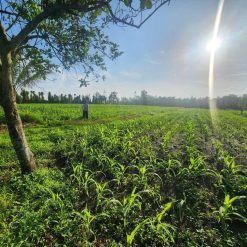 💎 5,36 sào nông nghiệp 3 mặt tiền hiện hữu, hẻm Tố Hữu - Hoà Phú